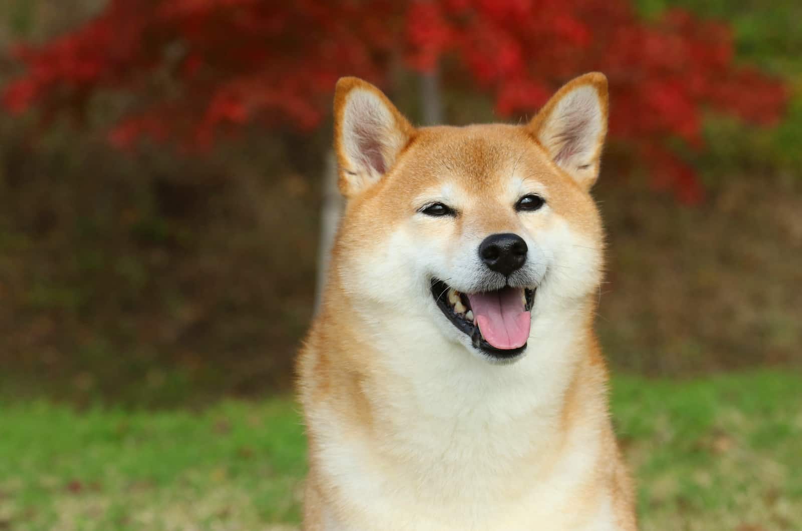 shiba inu dog smiling