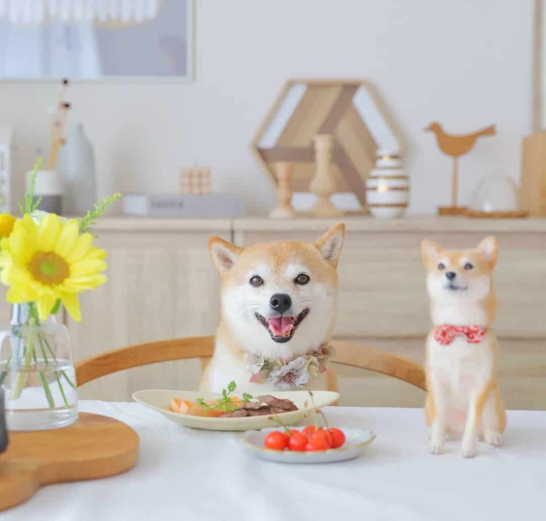 Shiba Inu eating at home