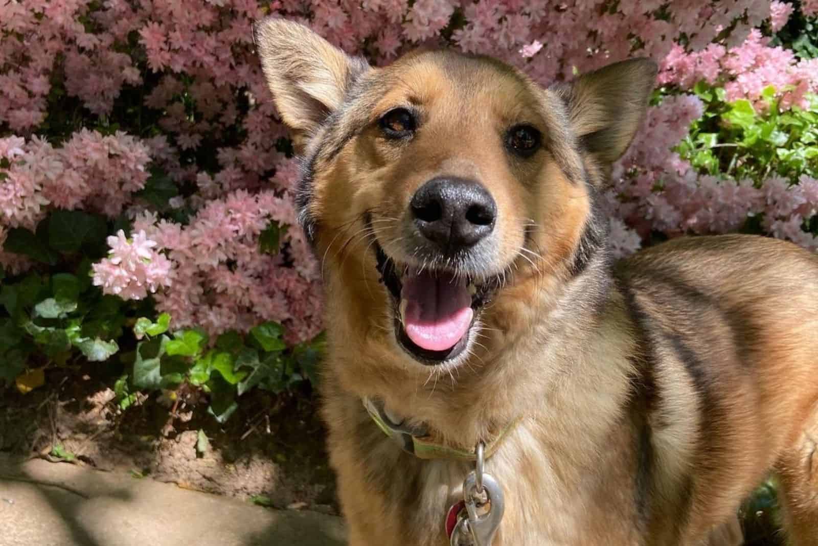 Shiba Inu German Shepherd Mix: Everything You Need To Know