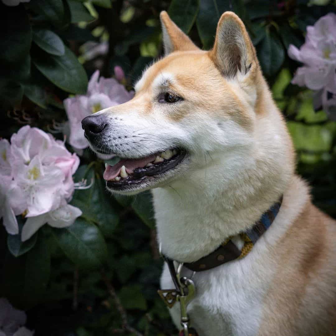 Shiba Inu Husky Mix dog