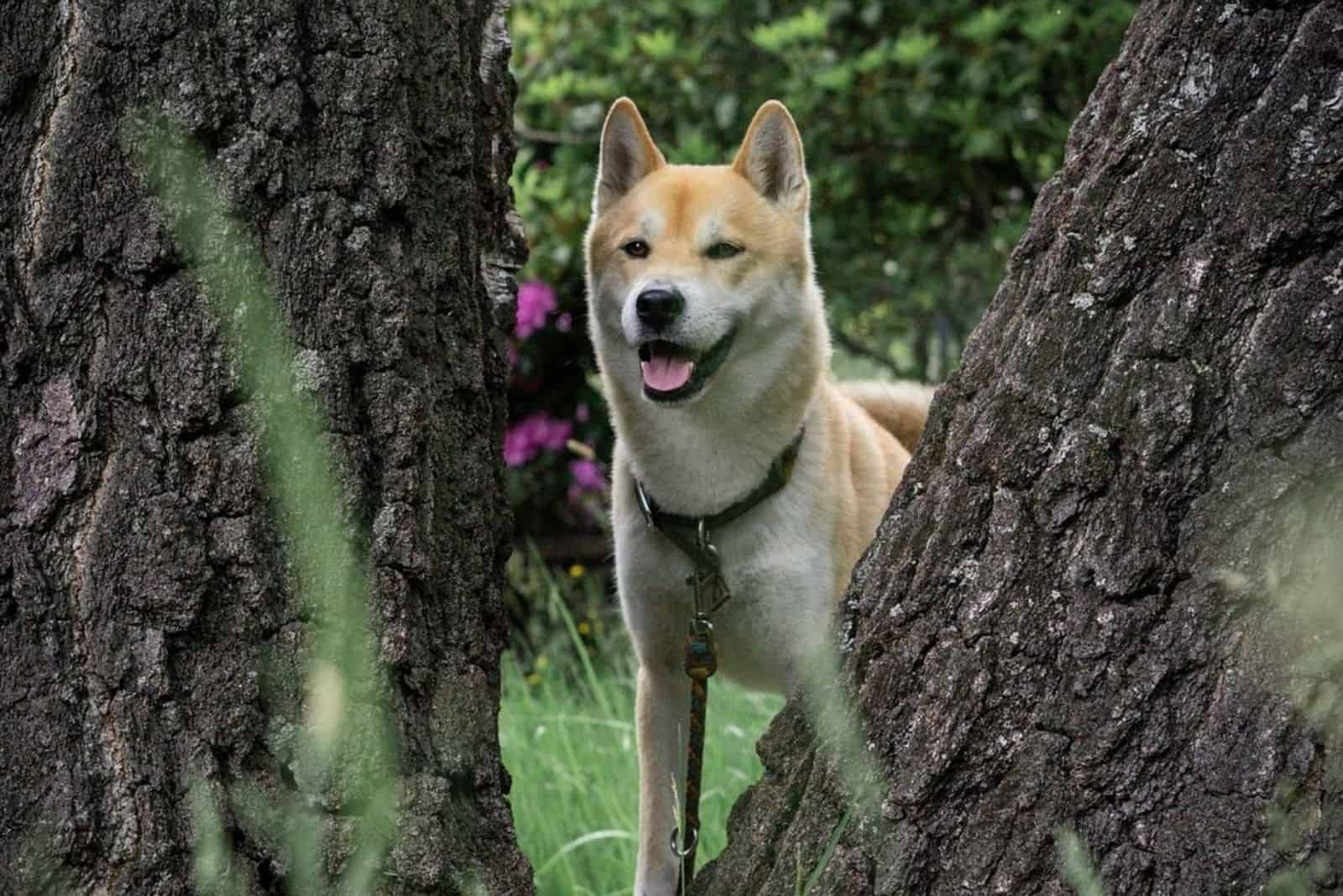 Shiba Inu Husky Mix: Your Best Guide To An Adorable Hybrid