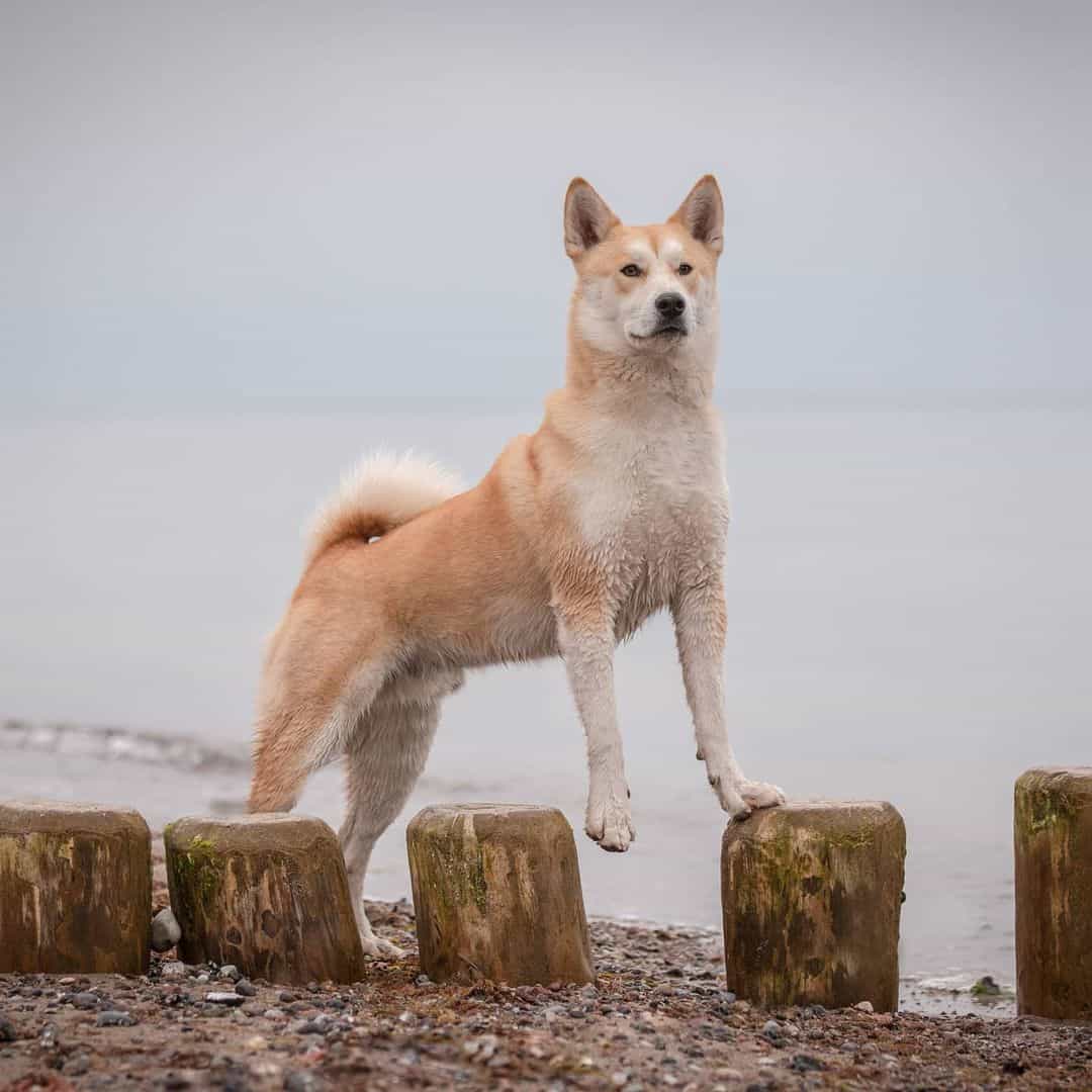 Shiba Inu Husky Mix dog