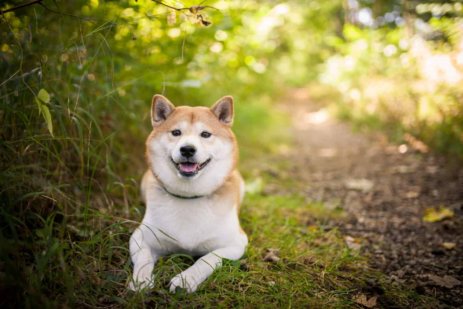 Shiba inu in the nature