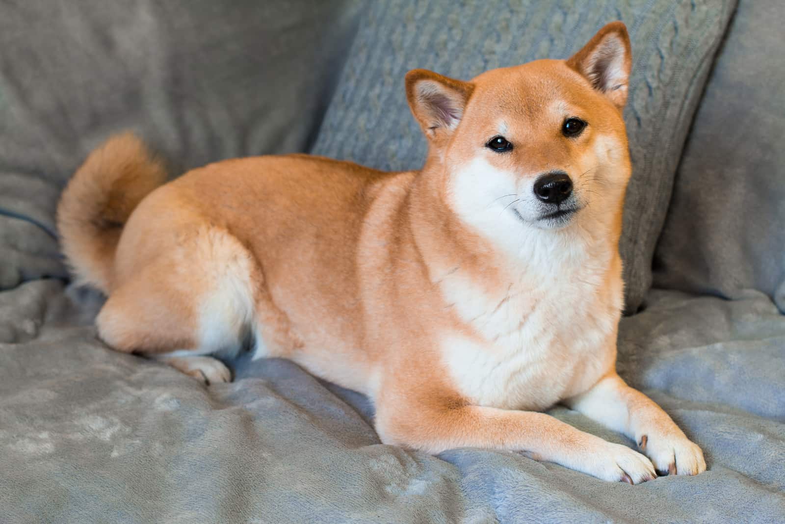 Shiba inu is lying on the grey sofa