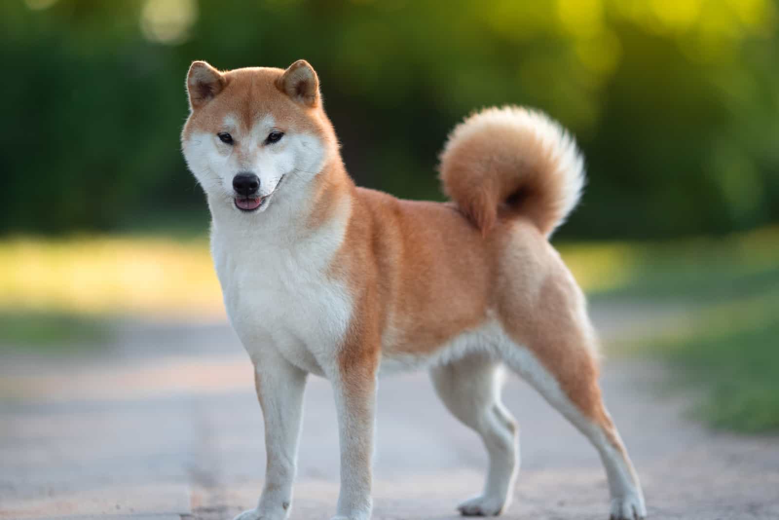 Shiba Inu is standing on the street