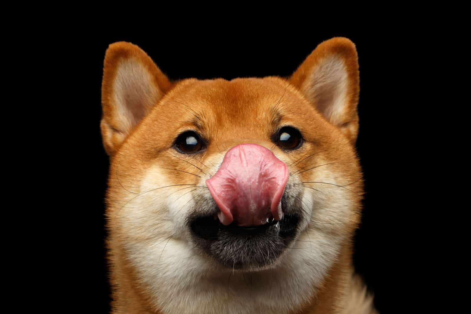 shiba inu licking mouth