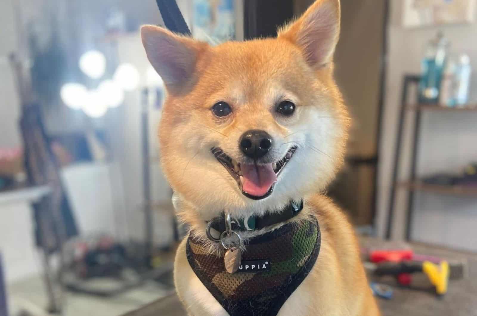 Shiba Inu Pomeranian Mix: A Designer Dog For Beauty Shows