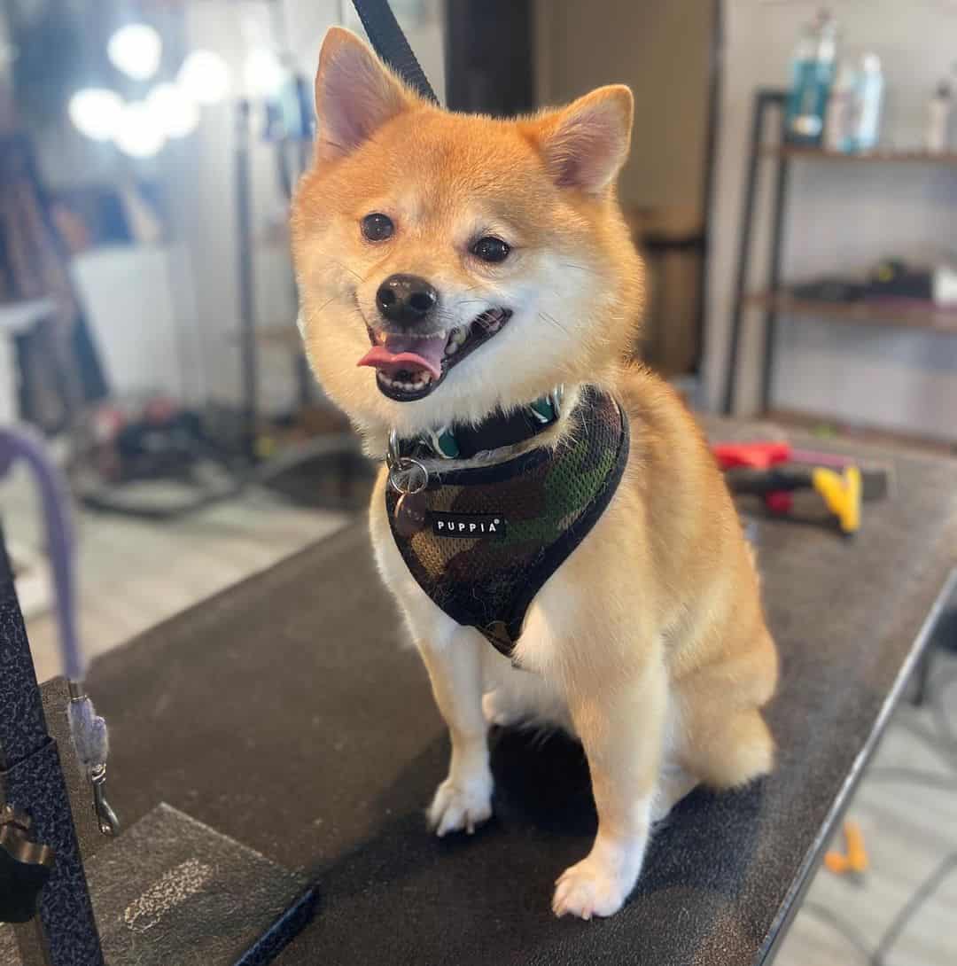 Shiba Inu Pomeranian mix after haircut