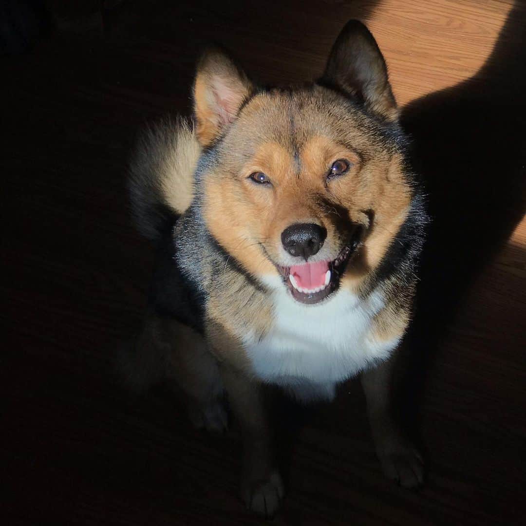 Shiba Inu Pomeranian Mix posing for photo