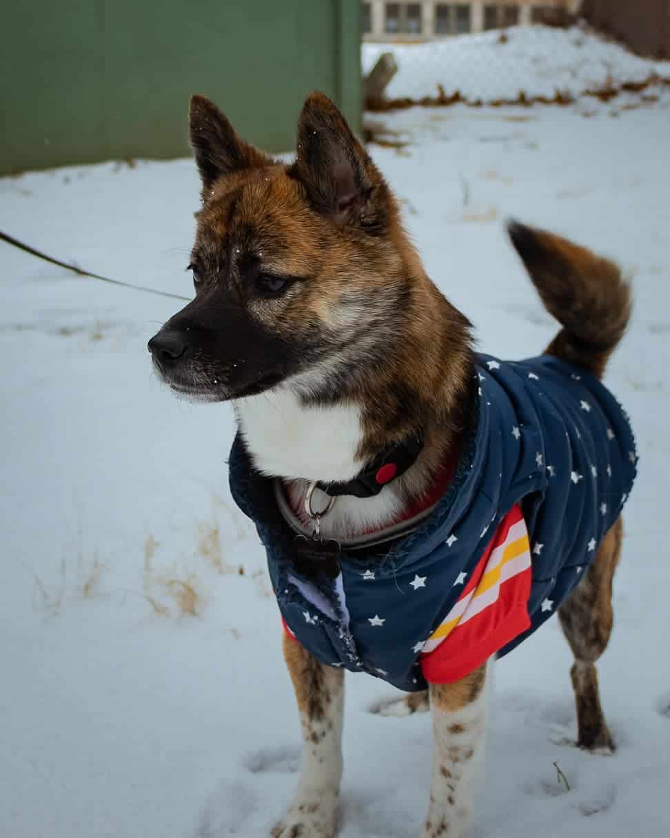 Shiba Inu Pomeranian Mix standing outside on snow