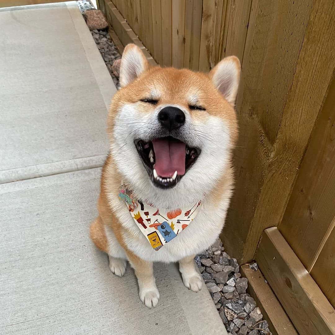 shiba inu posing with open mouth