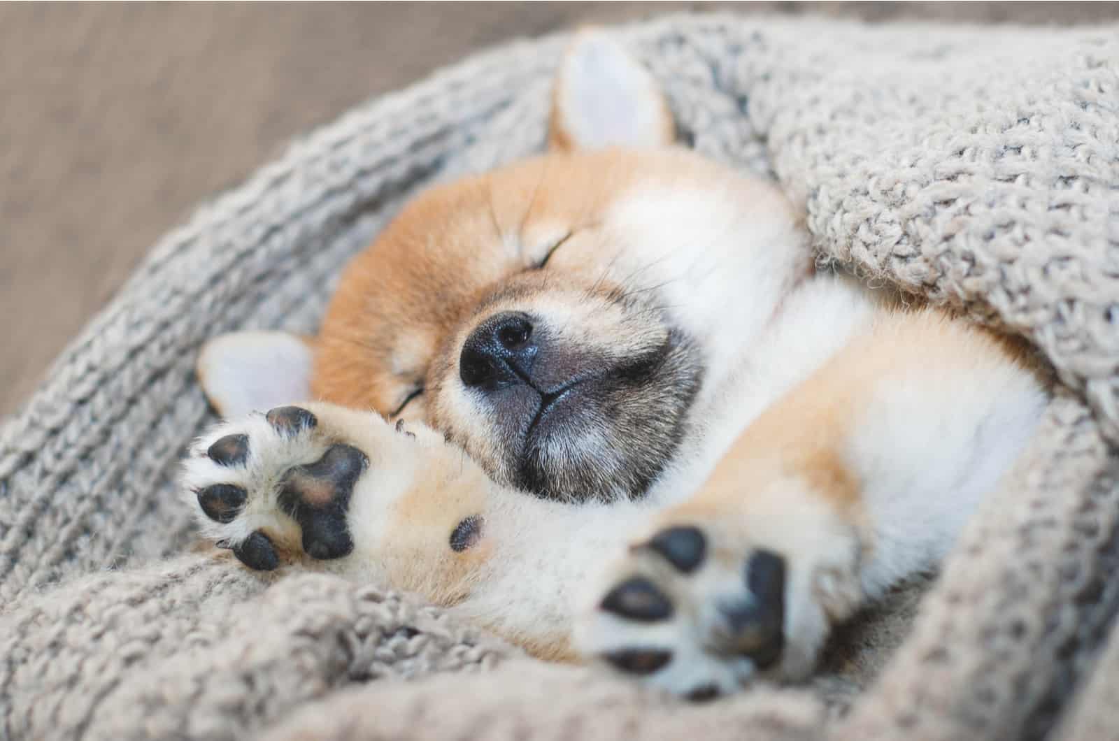 shiba inu puppy sleeping