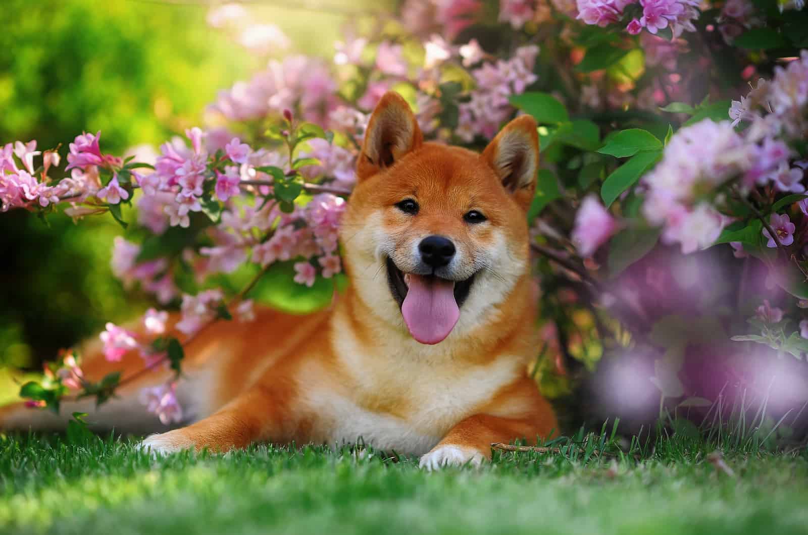 10 Best Shiba Inu Rescues For Adoption