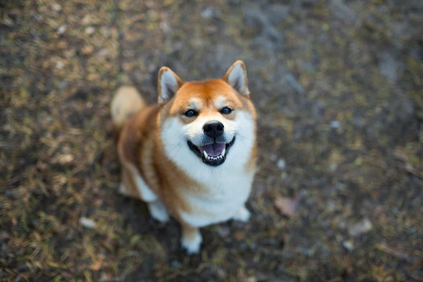 Shiba Inu sits and looks at the camera