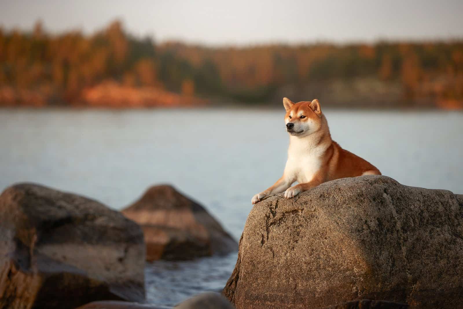 shiba inu sitting on the big stone in the water