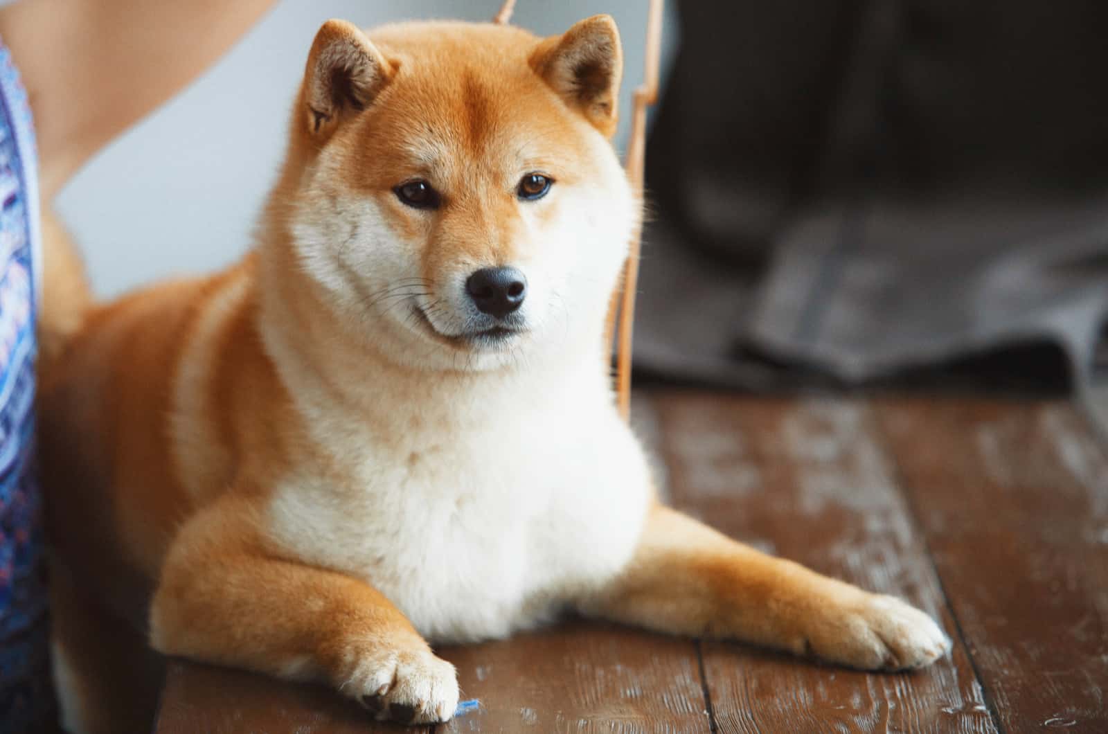 shiba inu sitting on the floor