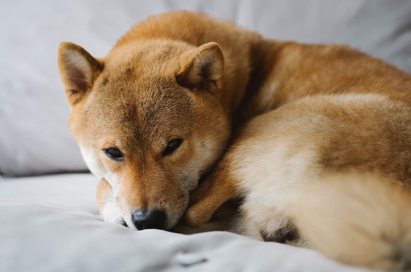 shiba inu sleeping