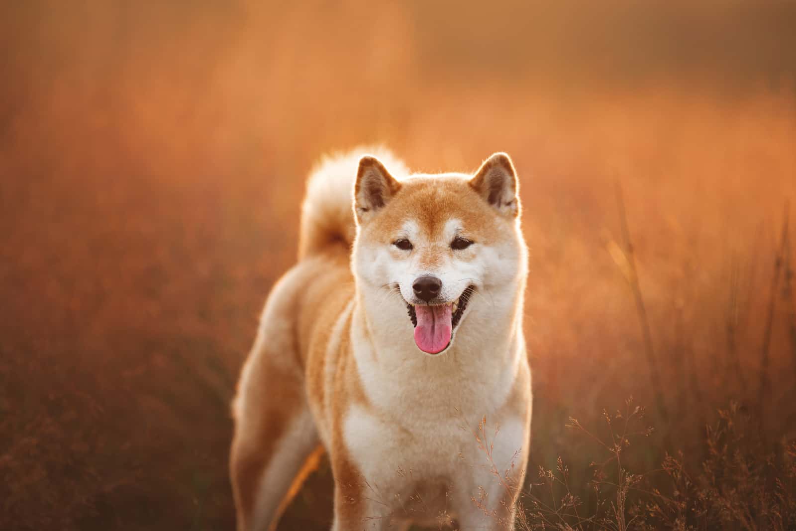 Shiba Inu standing in field