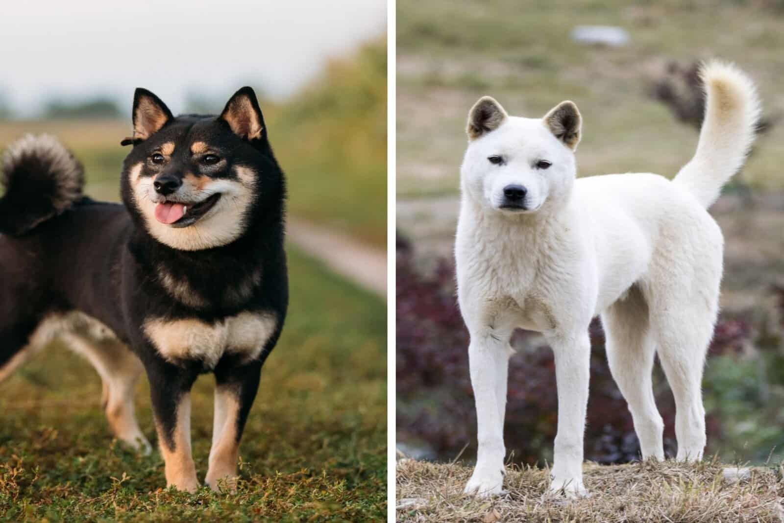 Shiba Inu vs Jindo