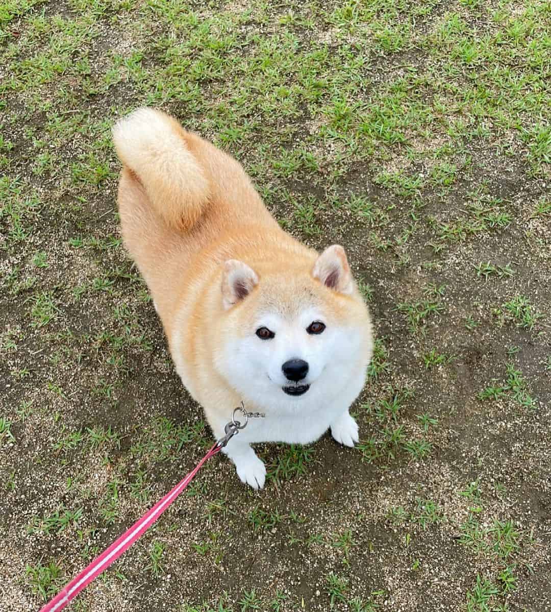 Shiba Inu walking outside