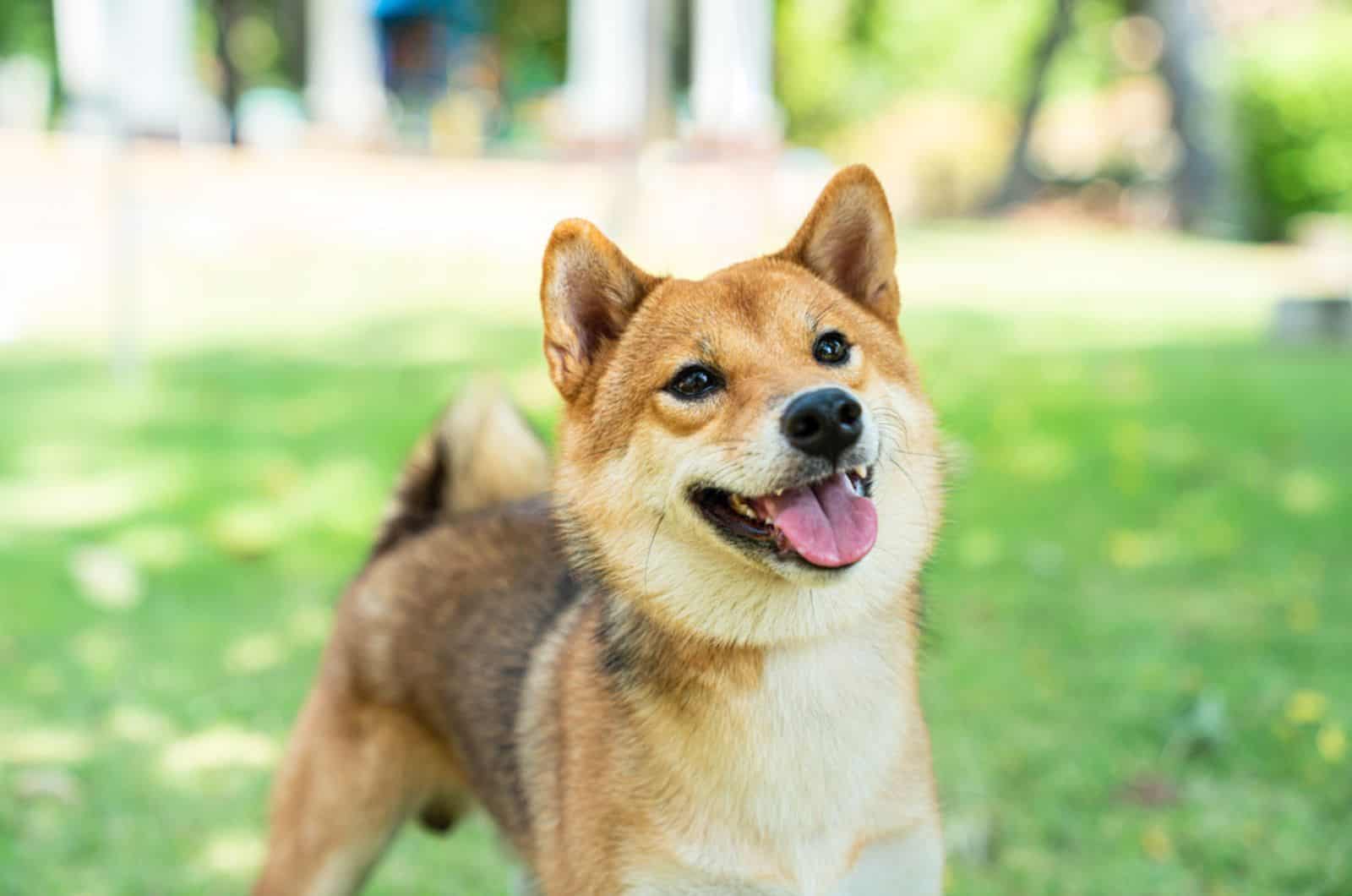 shiba inu dog playing in the garden