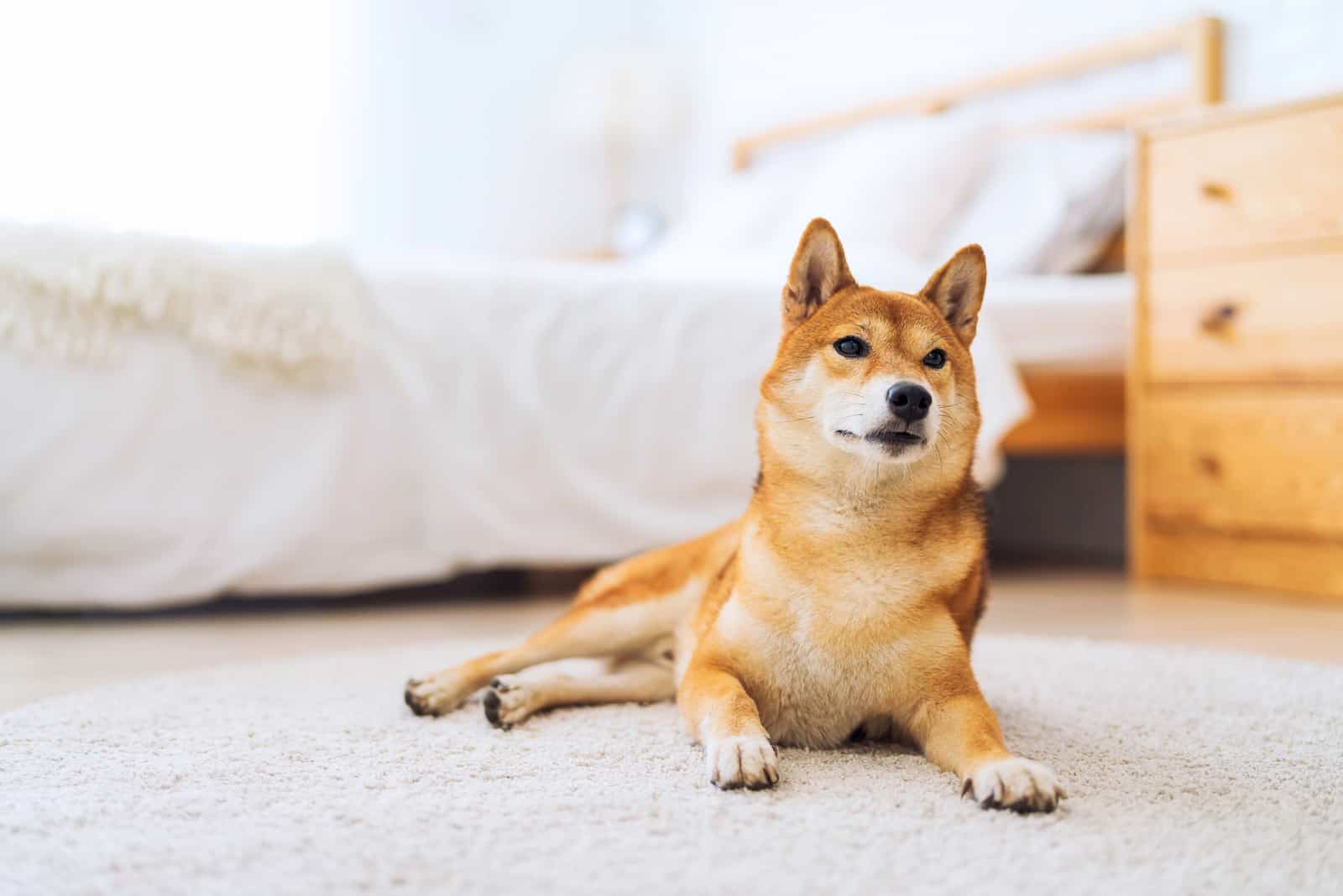 Shiba Inus is lying on the floor in the bedroom