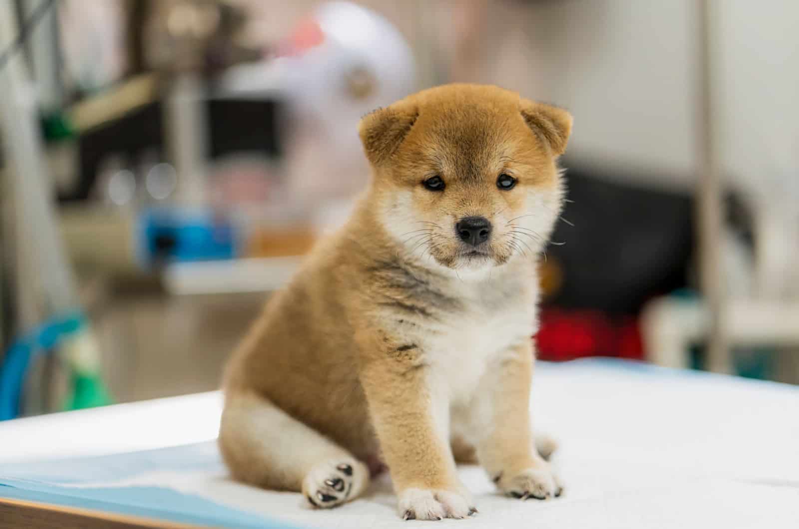 shiba puppy at the vet clinic