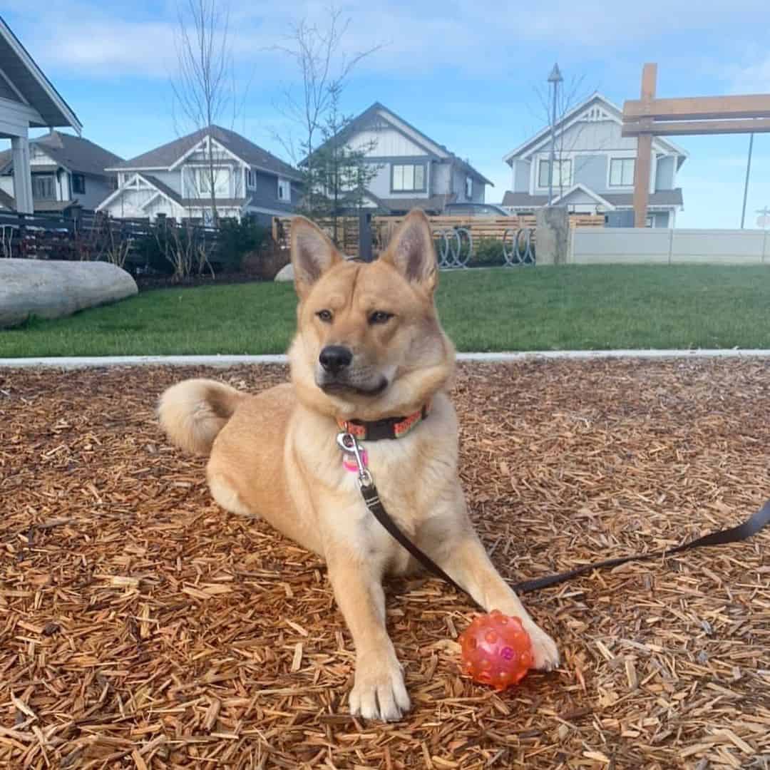 Shiba Shepherd dog lying outdoor