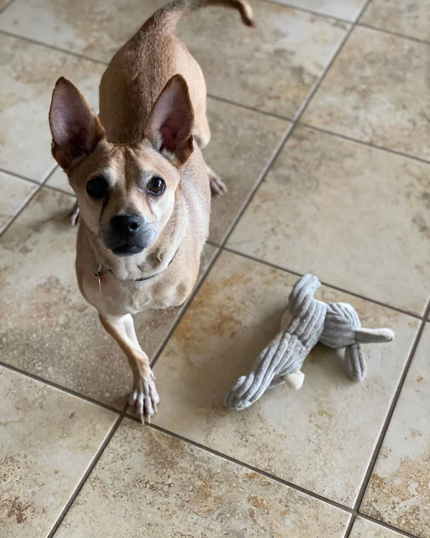 shibachi dog standing with toy