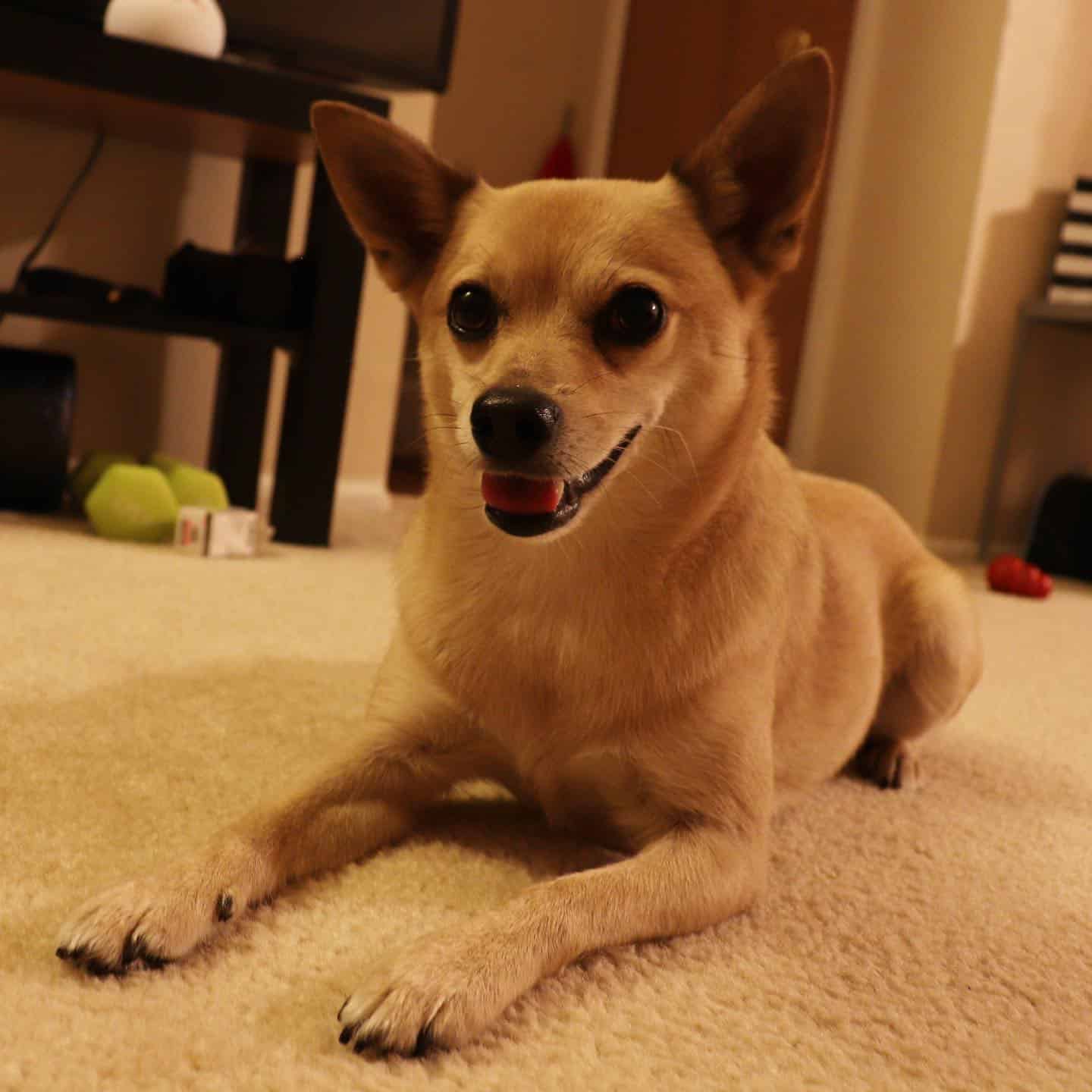 shibachi laying on the floor in the living room