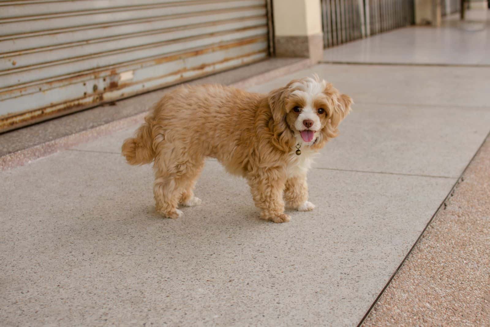 Shih Poo is standing on the sidewalk