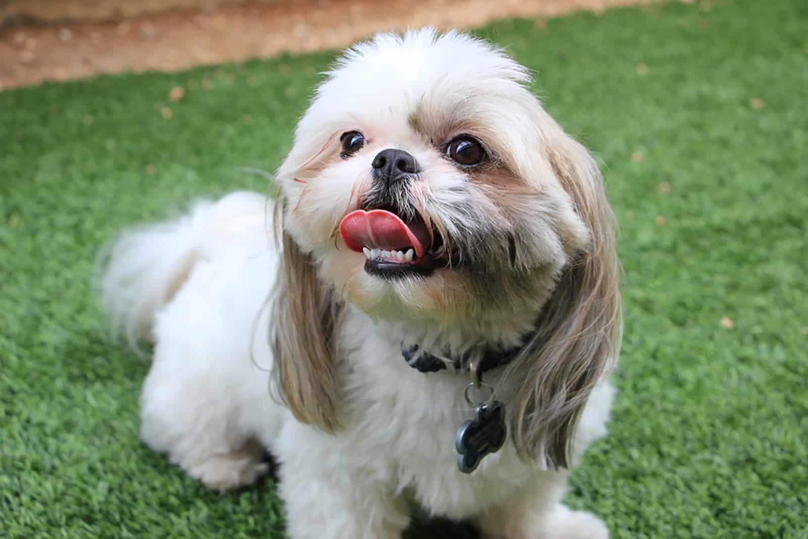 shih tzu sitting in the grass