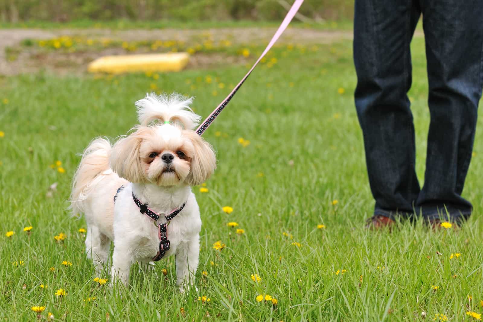 Shih Tzu and breeder standing outside on grass