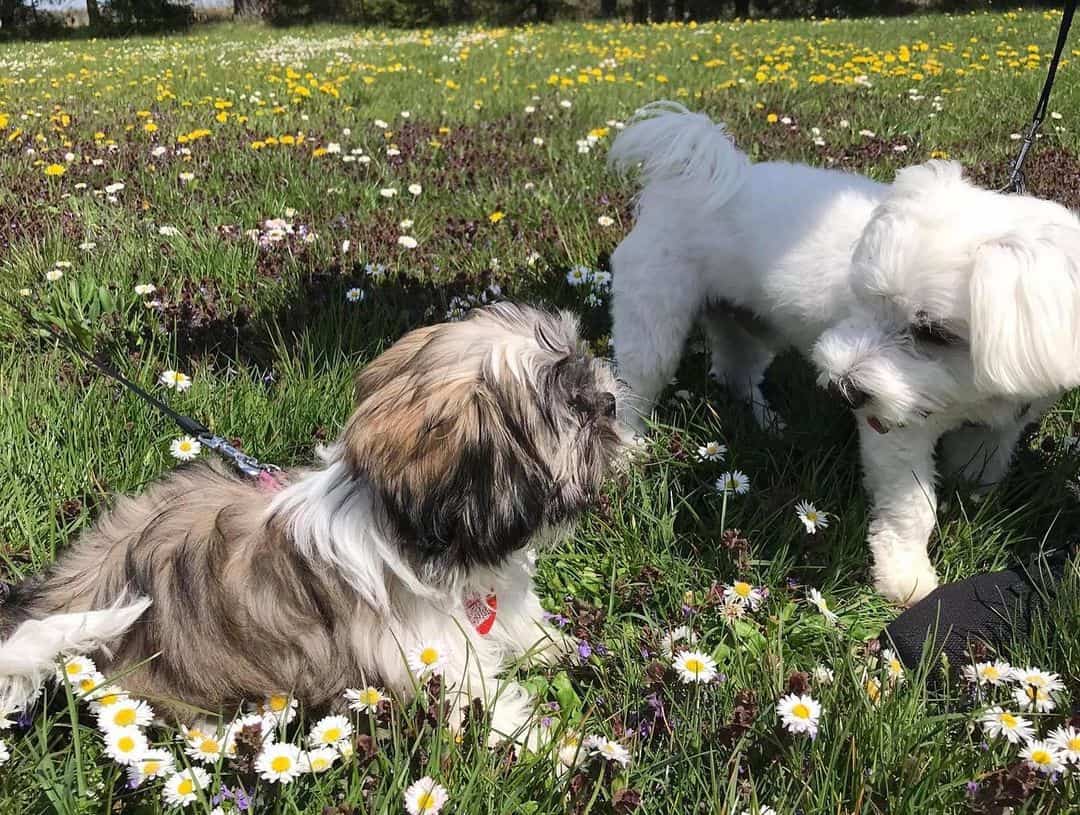 maltese vs shih tzu