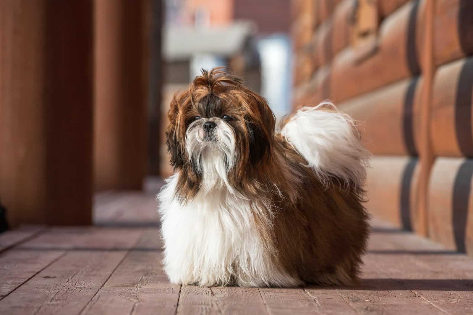 Shih Tzu Breeders In Ohio: Top 8 Choices