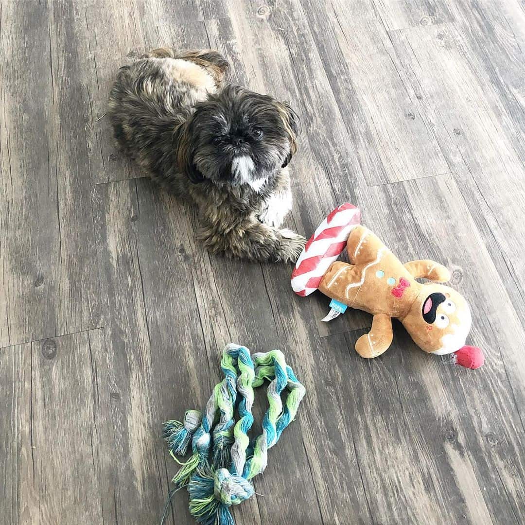 shih tzu brindle playing at home