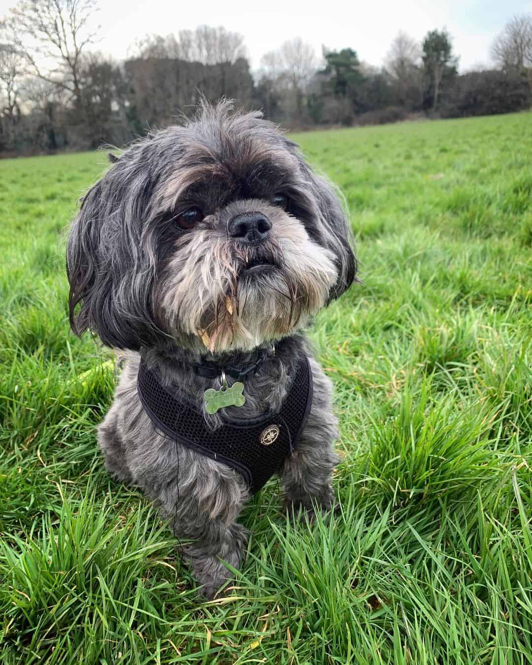 shih tzu brindle puppy