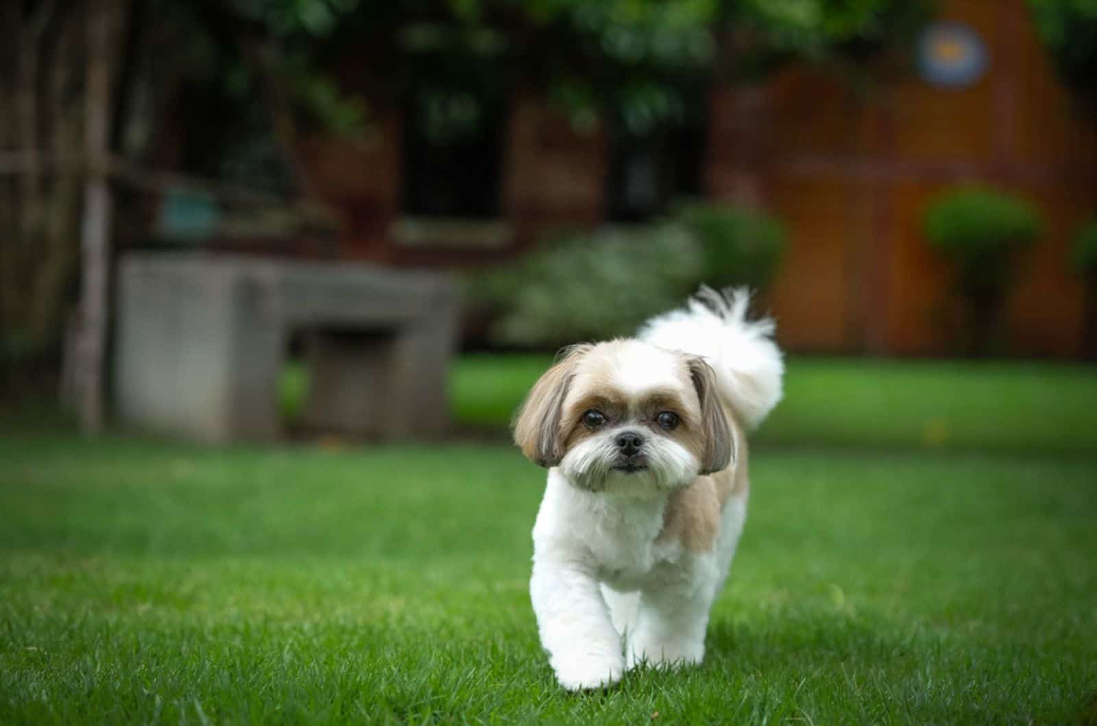 shih tzu dog walking in the garden