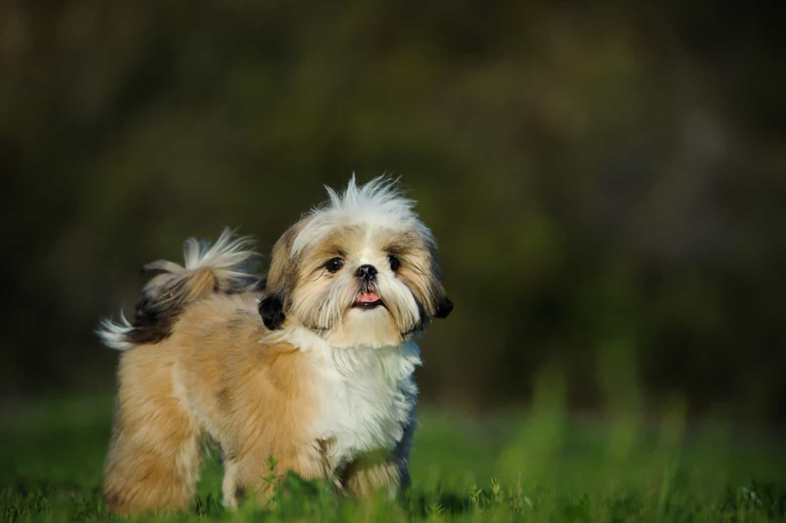 shih tzu dog standing in the field