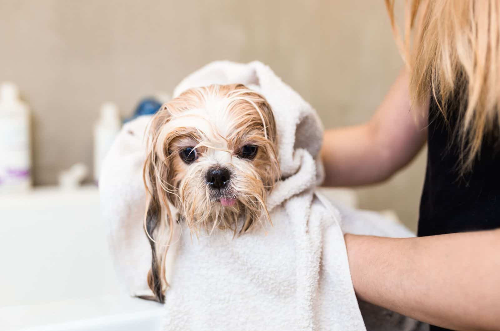 Shih Tzu dog at grooming salon having bath