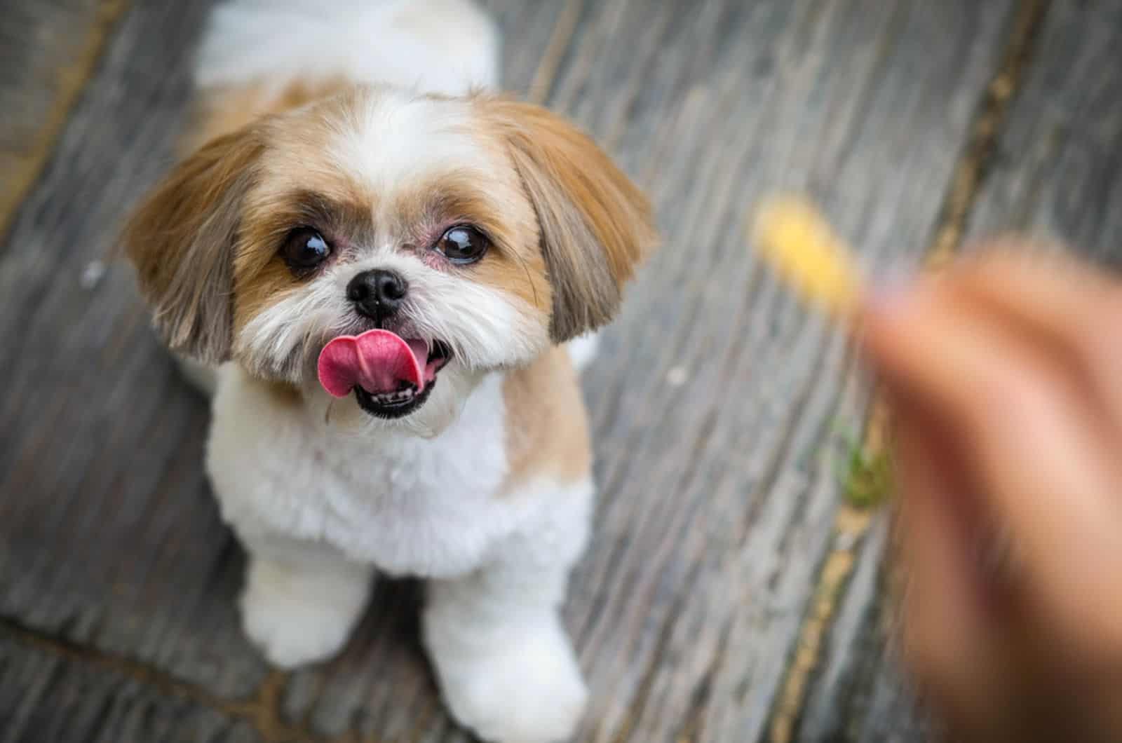 shih tzu dog is looking a snack in owner's hand