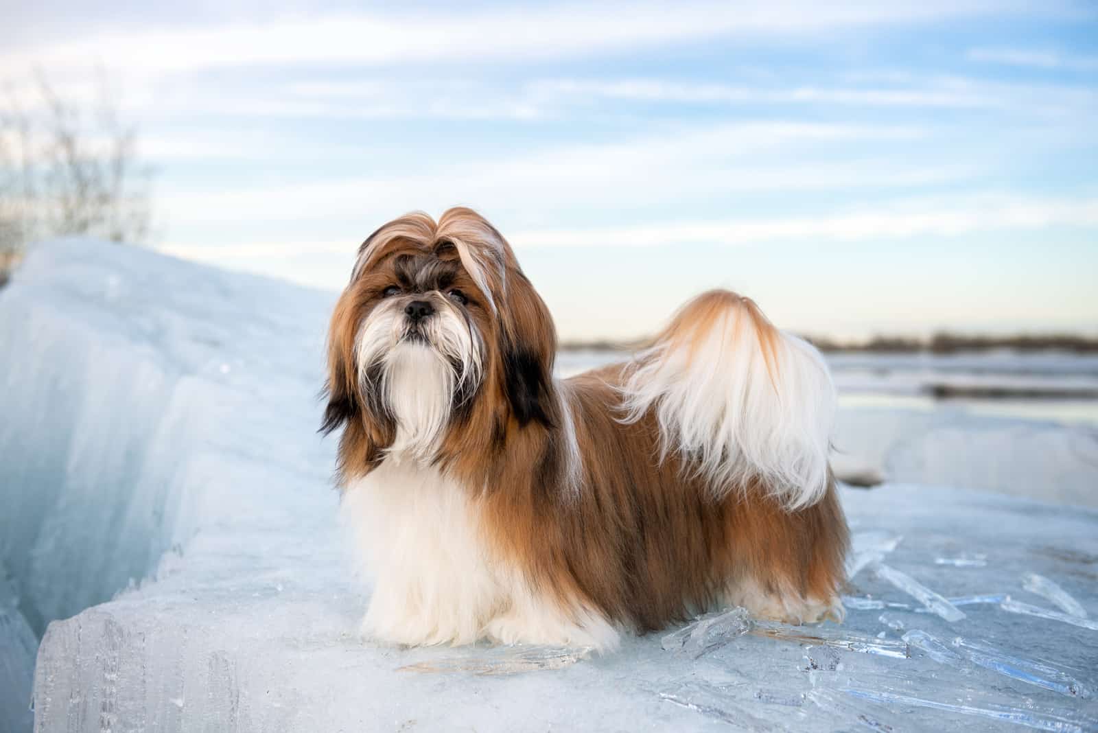 Shih Tzu dog is standing on an iceberg