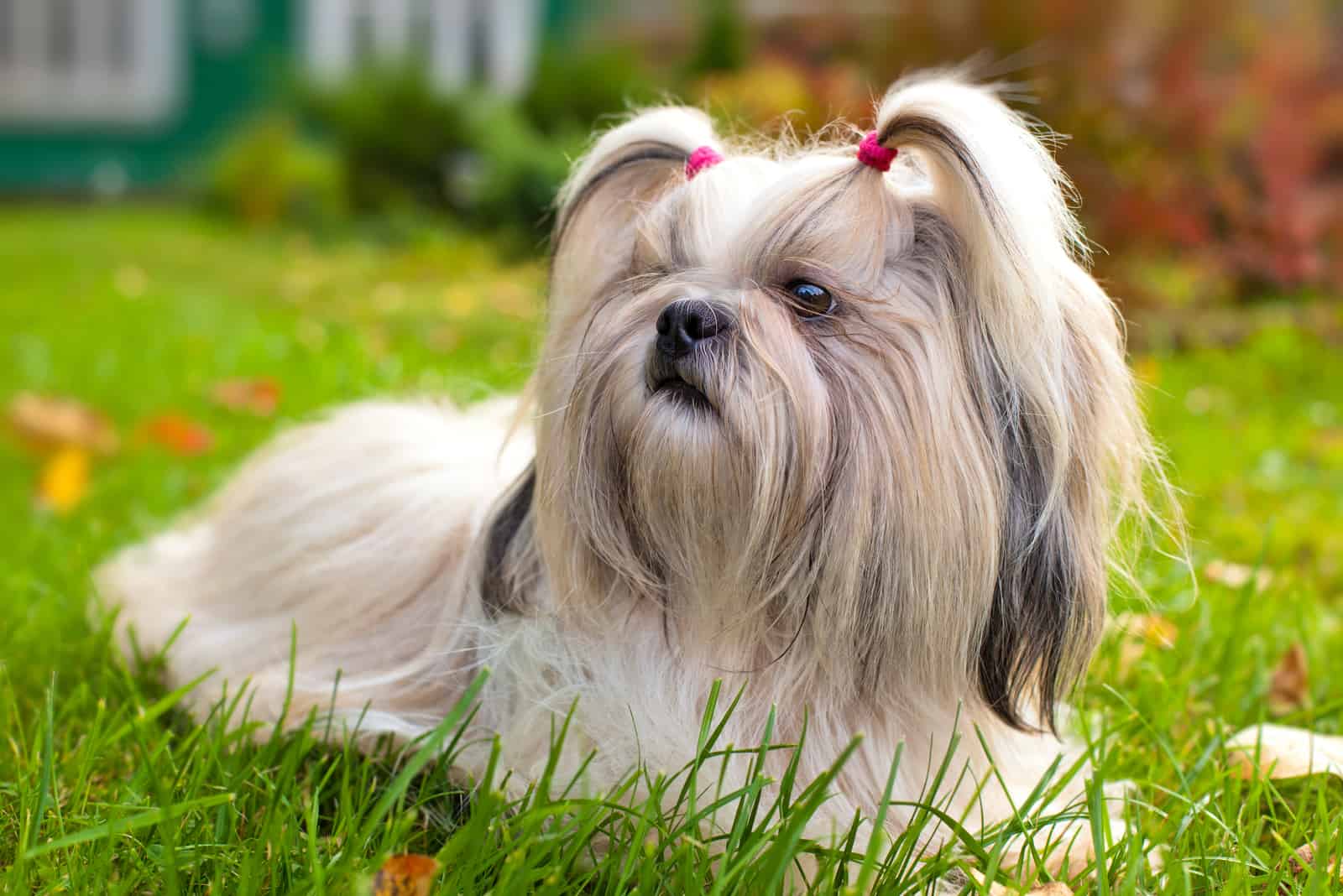 Shih tzu dog lying on grass