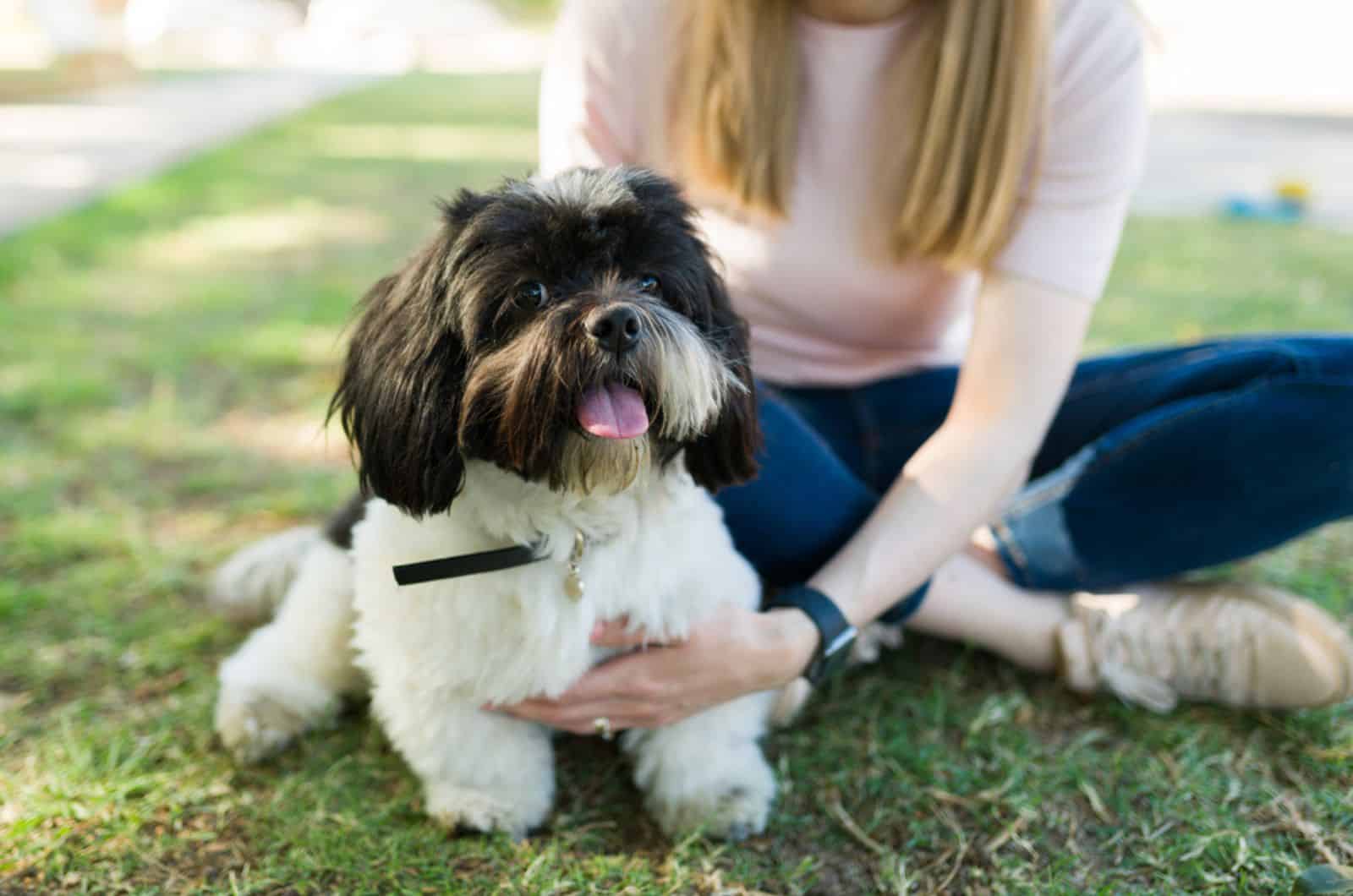 shih tzu dog sitting in the green grass next to her loving owner