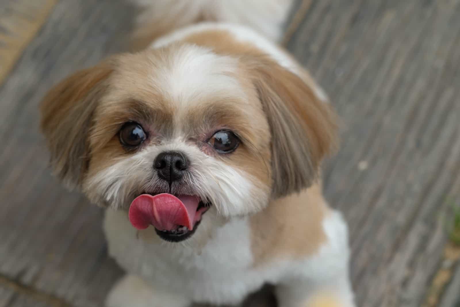 shih tzu dog with sitting pose on ground