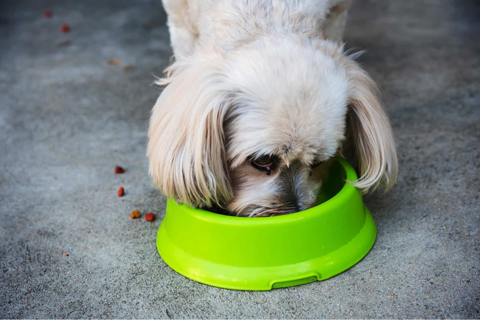 Shih Tzu eating from green bowl