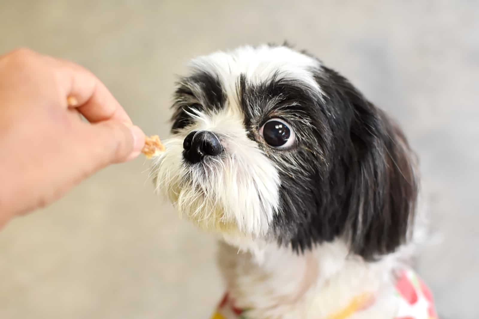 Shih Tzu Food To Avoid: 30 Foods Not To Feed Your Dog