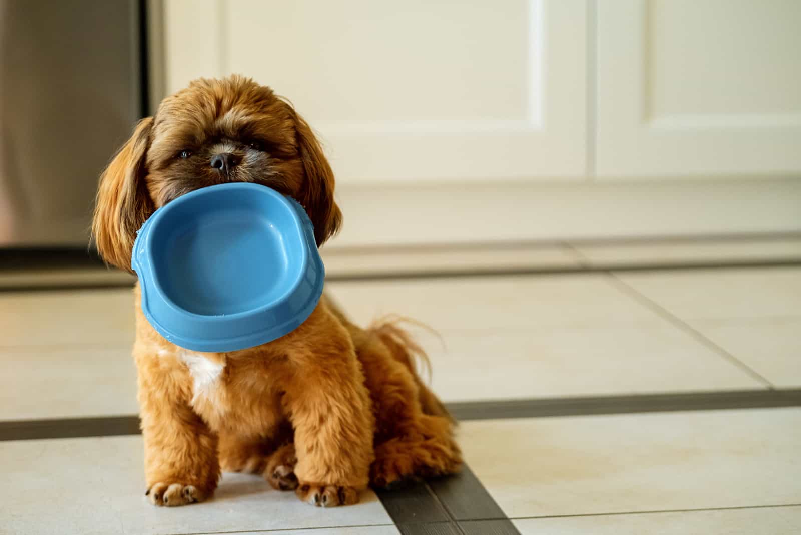 Shih Tzu holding blue bowl