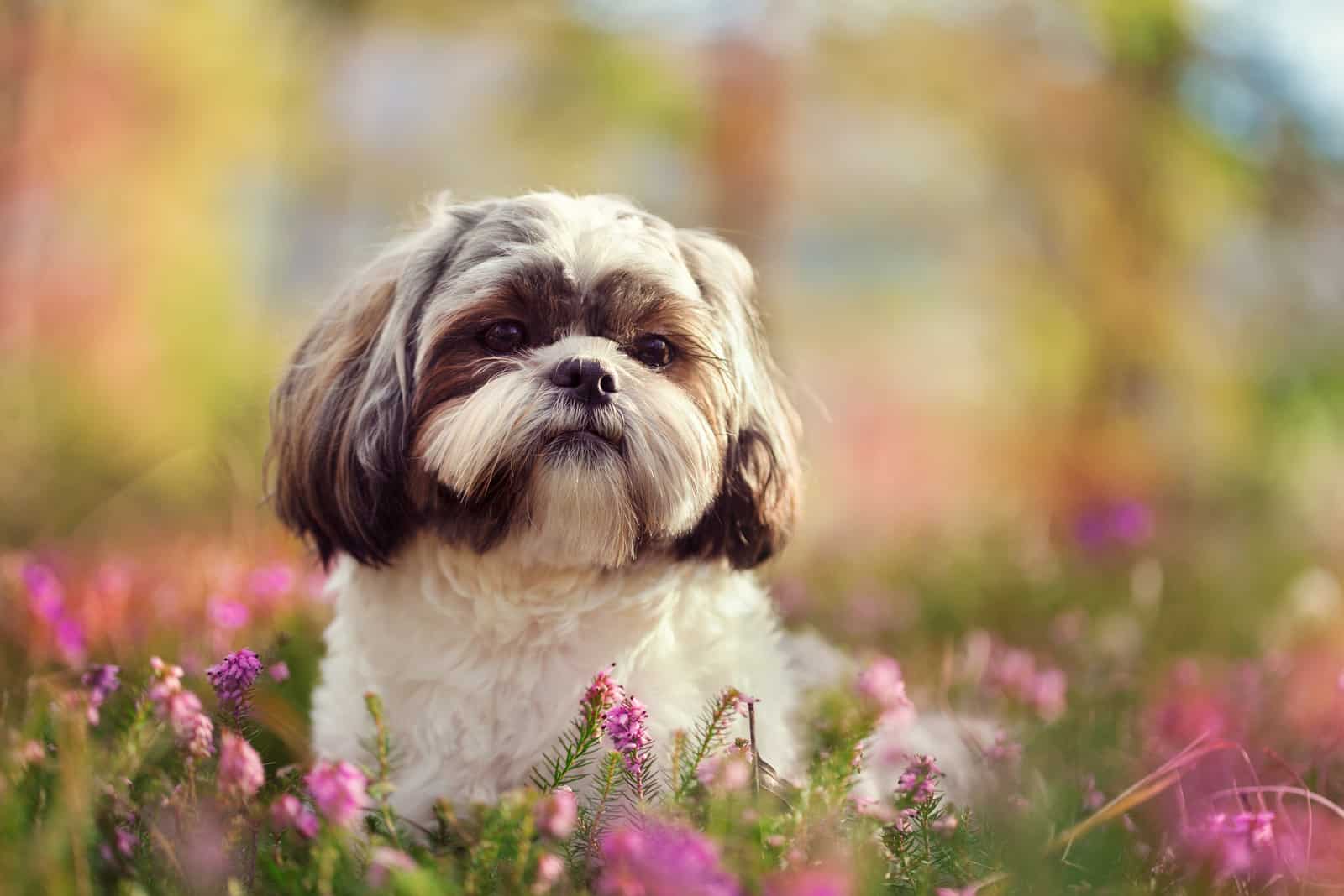 shih tzu in flowers