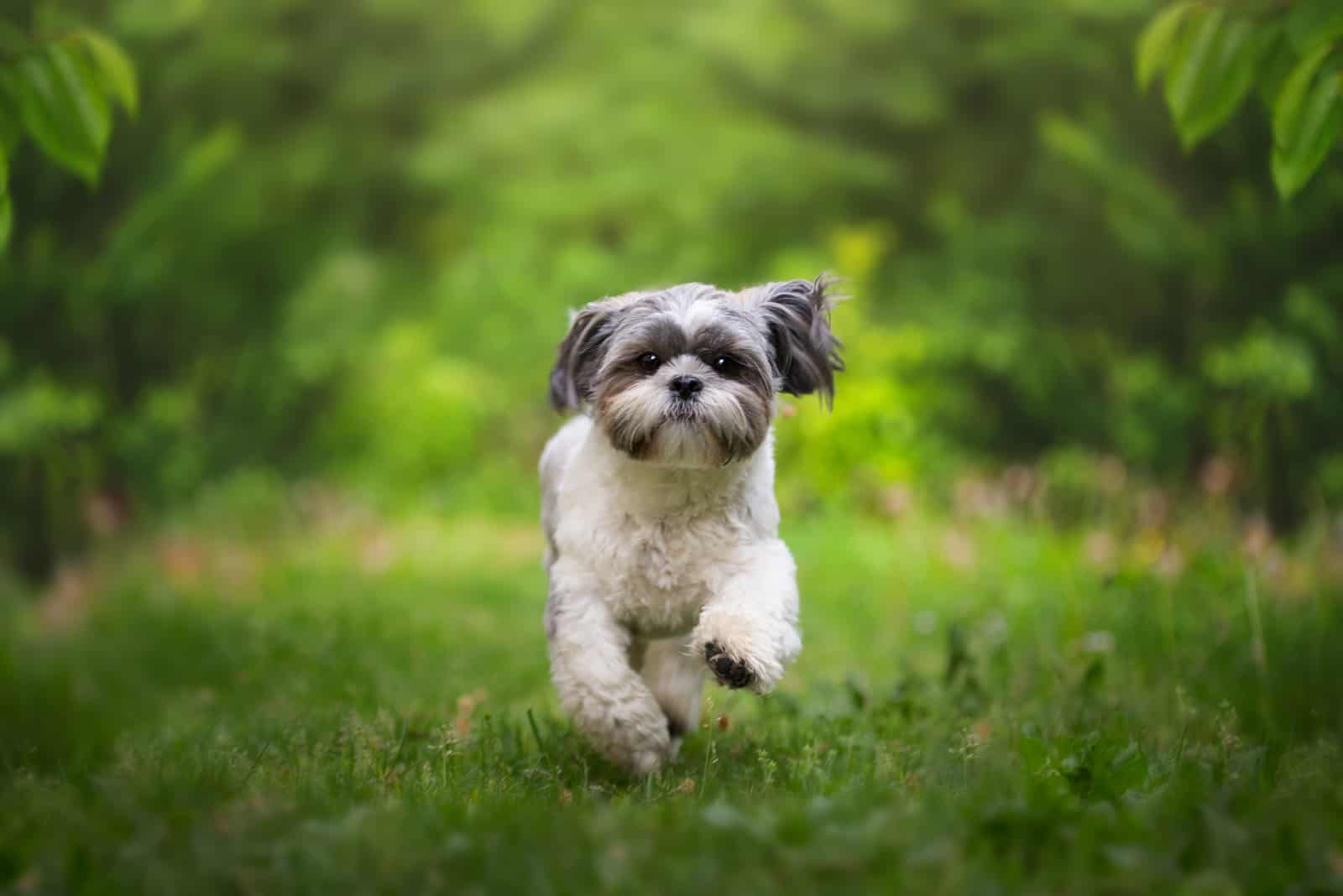 shih tzu in the park